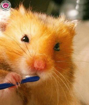 La brosse a dents: invention extra ordinaire